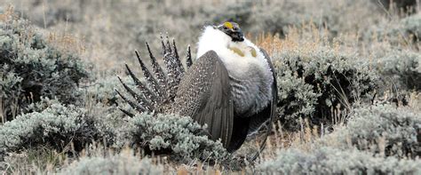 wyoming department of wildlife|wyoming department of wildlife big game.